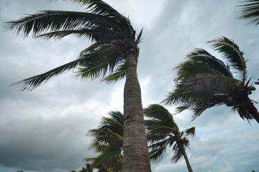 Palm trees rocked by strong winds.