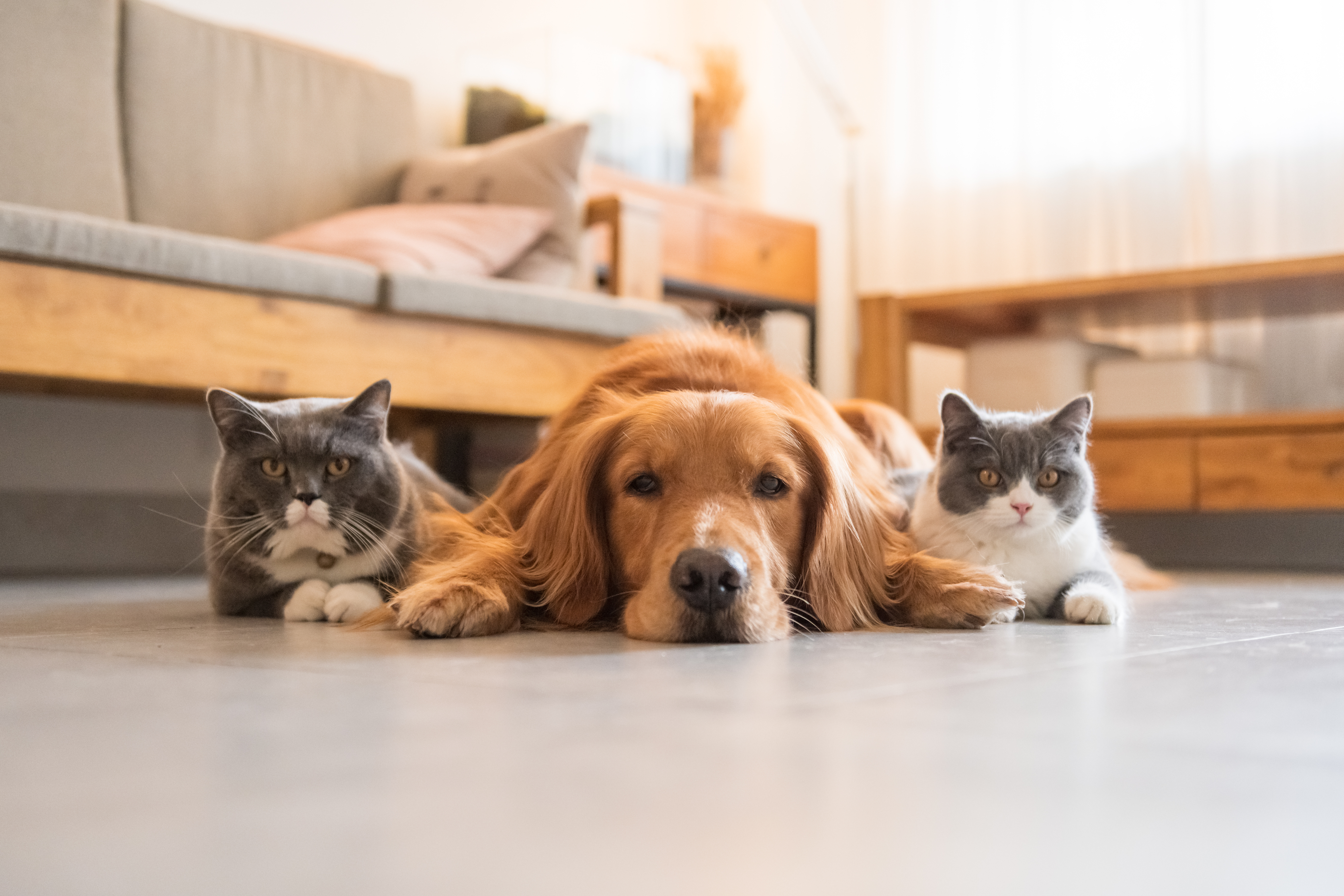 A golden retriever laying down, flanked by two cats.