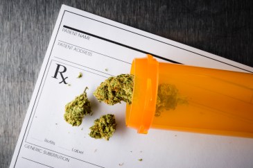 Marijuana buds spilling from a prescription medicine bottle.
