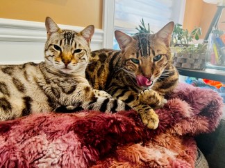 Bengal cats