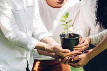 Three people with hands on sapling about to be planted