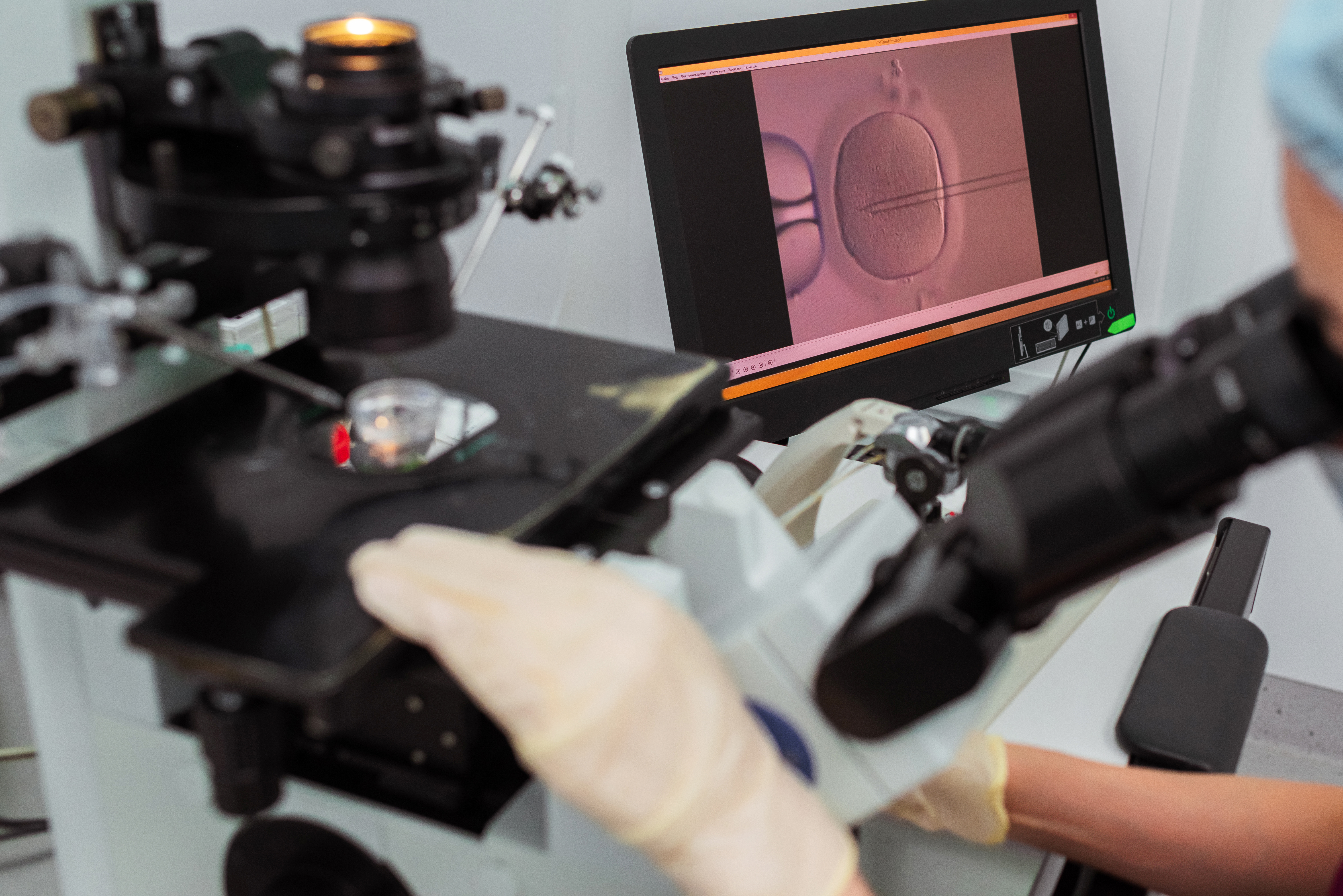 A scientist looking at an embryo through a microscope