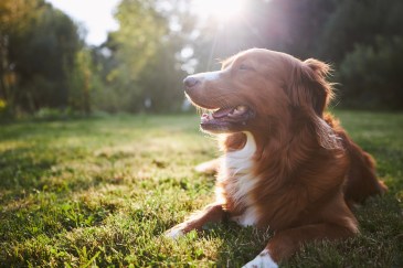 A dog sitting in the grass in the sunshine