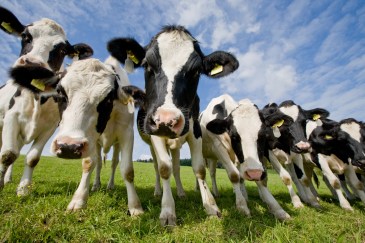 A group of dairy cows lean into the frame.